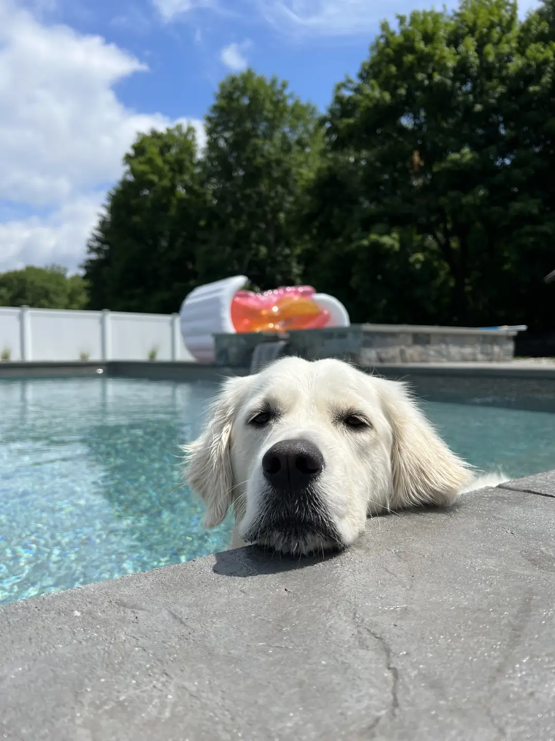 Pet inside Pool